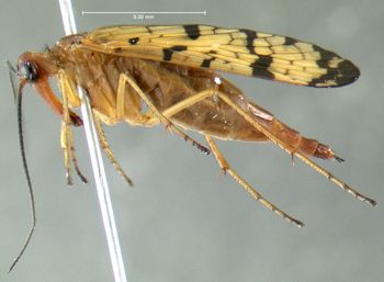 Media type: image;   Entomology 624497 Aspect: habitus lateral view
